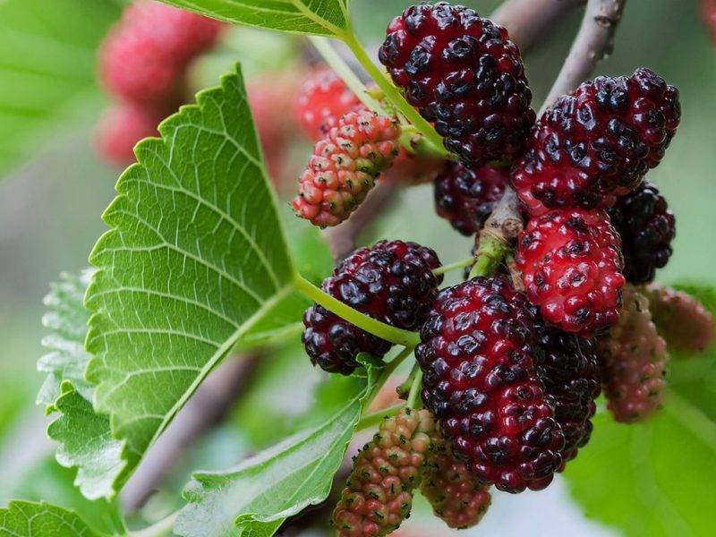 Шелковица купить саженцы из питомнике в Запорожье