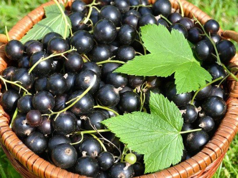 Смородина купить саженцы из питомника в Запорожье