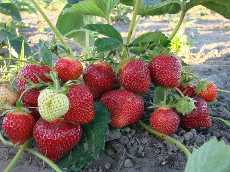 Клубника купить саженцы из питомника в Запорожье
