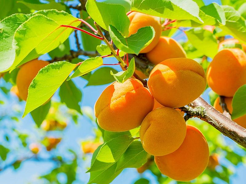 Абрикос купить саженцы из питомнике в Запорожье