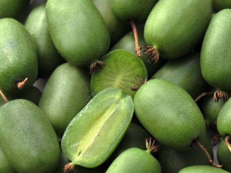 Актинидия купить саженцы из питомнике в Запорожье