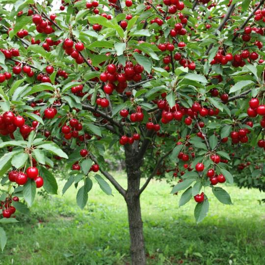 Вишня "ЖЕЛАННАЯ" среднего срока созревания