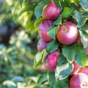 Яблоня колоновидная "ВИКТОРИЯ"